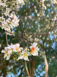 Close-up of white cherry blossoms in spring
