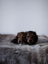 Portrait of two dogs