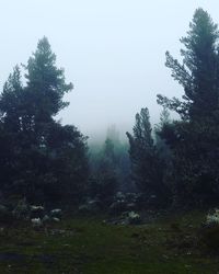 Trees in forest against sky