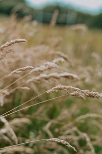 Close-up of stalks in field