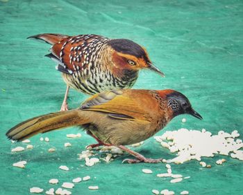 Close-up of birds perching on water