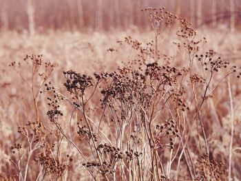 Close-up of wheat plants on field