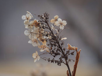 Close-up of wilted plant