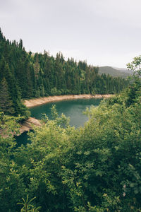 Scenic view of lake in forest against clear sky