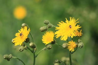 Close-up of bee pollinating on yellow flower