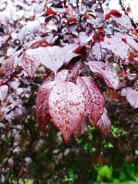 Close-up of leaves on tree