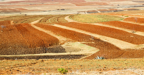 High angle view of agricultural field