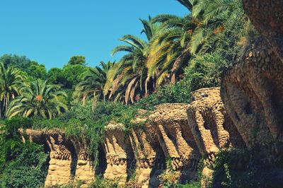 Panoramic view of palm trees against clear sky