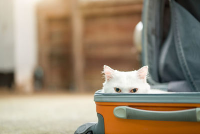 Close-up portrait of a cat