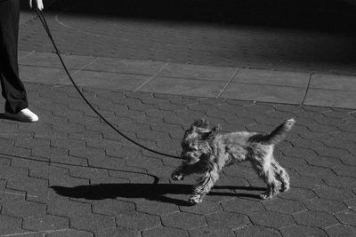 High angle view of dog walking on footpath