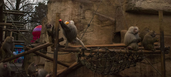 Monkey perching on bare tree