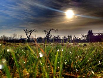 Plants growing on field against sky during sunset