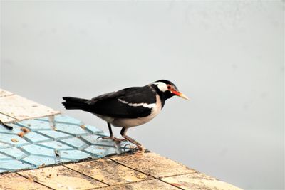 Close-up of bird perching on wall