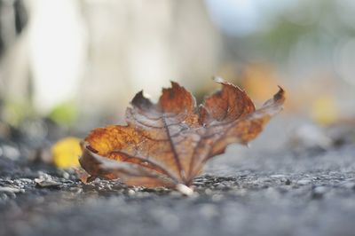 Close-up of fallen maple leaf on snow