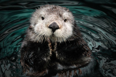 Sea otter posing in the water