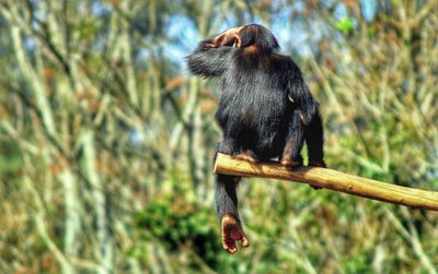 Close-up of monkey on tree