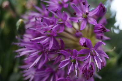 Close-up of purple flowering plant