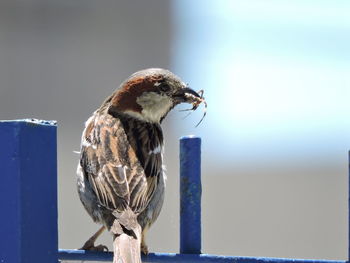 Close-up of bird perching on railing