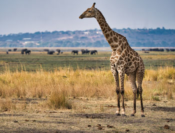 View of giraffe on field