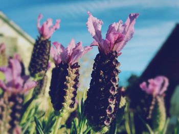 Close-up of pink flowers