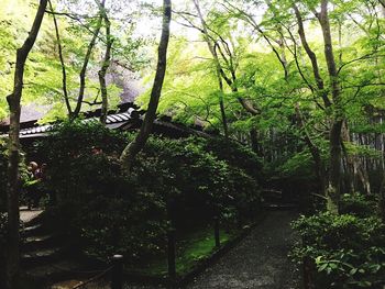 Pathway along trees in forest