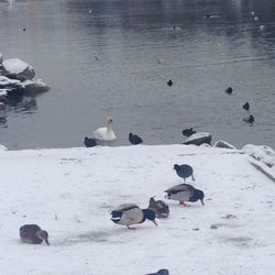 High angle view of swans swimming on lake