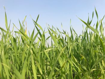 Close-up of crops growing on field against sky