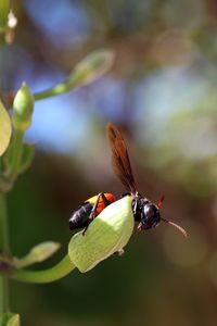 Close-up of insect on plant