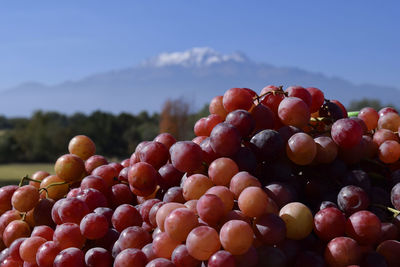 Close-up of grapes