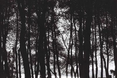 Low angle view of silhouette trees in forest against sky