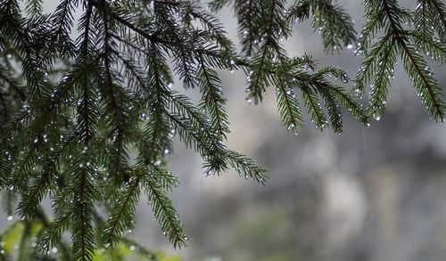 Close-up of pine tree branch