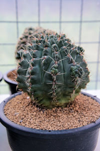 Close-up of cactus in pot