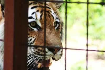 Portrait of a cat in zoo