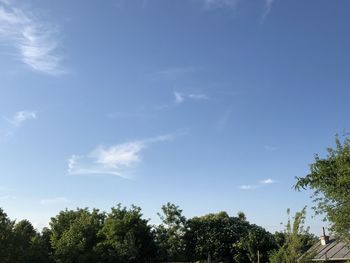 Low angle view of trees against sky