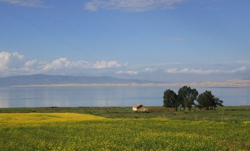 Scenic view of agricultural field against sky