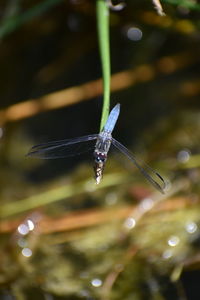 Close-up of dragonfly on plant