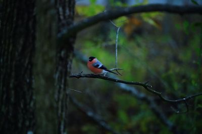 Bird perching on a tree