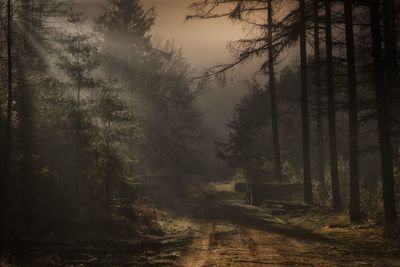 Trees in forest