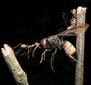 Close-up of spider