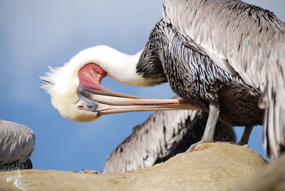 Close-up of pelican perching