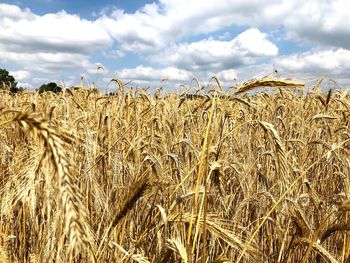 Scenic view of wheat field against sky