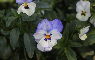 Close-up of flower blooming outdoors