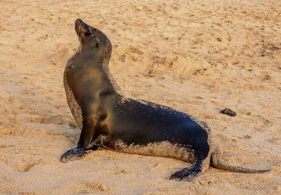 High angle view of sea lion on sand