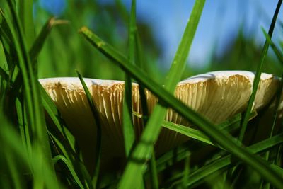 Close-up of grass growing on field