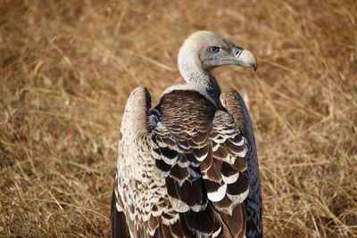 Close-up of a bird on land