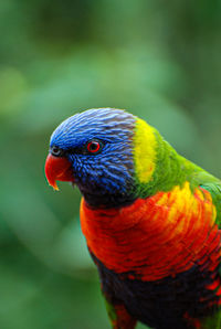 Close-up of parrot