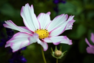 Close-up of pink flower