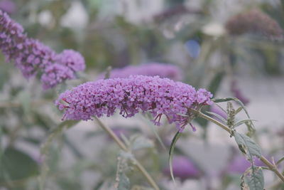 Close-up of pink flowering plant