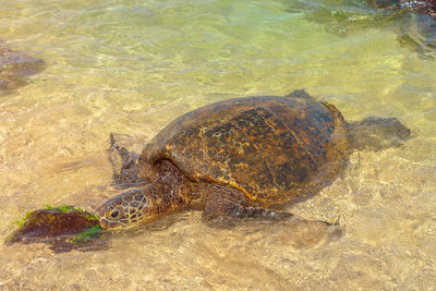 High angle view of turtle in sea