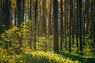 Trees in forest